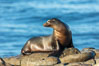 California Sea Lion Posing of Rocks in La Jolla, near San Diego California. USA. Image #36597