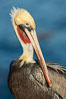 Portrait of the California Race of the Brown Pelican, La Jolla, California. Image #36604