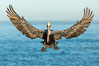 California brown pelican in flight, braking to land on seacliffs. La Jolla, USA. Image #36726
