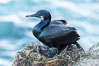 Brandt's Cormorant on the nest, nesting material composed of kelp and sea weed, La Jolla. Image #36793