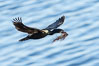 Brandt's Cormorant carrying nesting material, in flight as it returns to its cliffside nest. La Jolla, California, USA. Image #36873