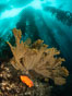 Garibaldi and golden gorgonian, with a underwater forest of giant kelp rising in the background, underwater. San Clemente Island, California, USA. Image #37097