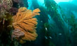 Golden gorgonian on underwater rocky reef, amid kelp forest, near Eagle Rock, Catalina Island. The golden gorgonian is a filter-feeding temperate colonial species that lives on the rocky bottom at depths between 50 to 200 feet deep. Each individual polyp is a distinct animal, together they secrete calcium that forms the structure of the colony. Gorgonians are oriented at right angles to prevailing water currents to capture plankton drifting by. Image #37135