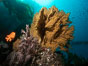 Garibaldi and golden gorgonian, with a underwater forest of giant kelp rising in the background, underwater. Catalina Island, California, USA. Image #37154