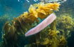Pyrosome drifting through a kelp forest, Catalina Island. Pyrosomes are free-floating colonial tunicates that usually live in the upper layers of the open ocean in warm seas. Pyrosomes are cylindrical or cone-shaped colonies made up of hundreds to thousands of individuals, known as zooids. California, USA. Image #37164