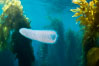 Pyrosome drifting through a kelp forest, Catalina Island. Pyrosomes are free-floating colonial tunicates that usually live in the upper layers of the open ocean in warm seas. Pyrosomes are cylindrical or cone-shaped colonies made up of hundreds to thousands of individuals, known as zooids. California, USA. Image #37166