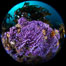 Purple hydrocoral  Stylaster californicus, Farnsworth Banks, Catalina Island, California. USA. Image #37268