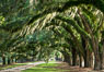 Oak Alley at Boone Hall Plantation, a shaded tunnel of huge old southern live oak trees, Charleston, South Carolina. Plantation owners planted long palisades of Southern Live Oaks to provide a shaded, cool allee (from the French) on which they could stroll, entertain and find diversion from the intense heat of the South. USA. Image #37394