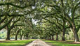 Oak Alley at Boone Hall Plantation, a shaded tunnel of huge old southern live oak trees, Charleston, South Carolina. USA. Image #37397