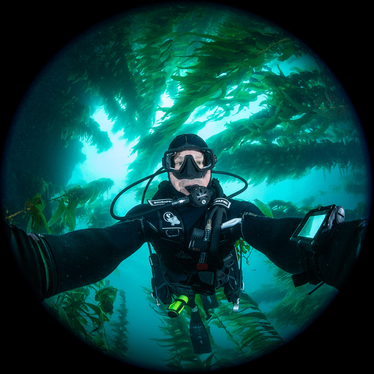 self-portrait, giant kelp forest, catalina self-portrait, giant kelp forest, catalina