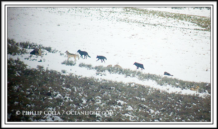 Ten members of the Druid Peak wolf pack cross the Lamar Valley in snow.