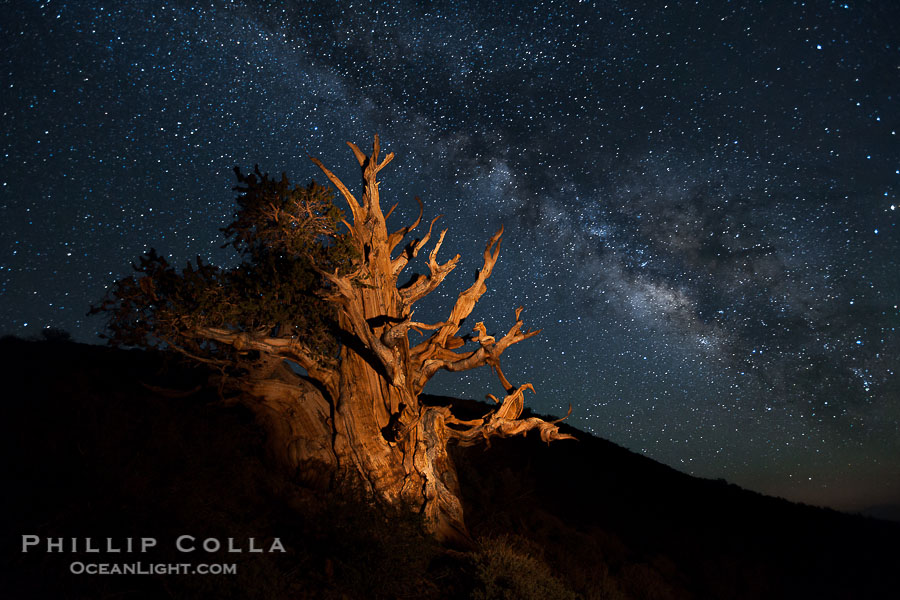 Stars and the Milky Way rise above ancient bristlecone pine trees, in the White Mountains at an elevation of 10,000' above sea level. These are some of the oldest trees in the world, reaching 4000 years in age, Pinus longaeva, Ancient Bristlecone Pine Forest, White Mountains, Inyo National Forest Stars and the Milky Way rise above ancient bristlecone pine trees, in the White Mountains at an elevation of 10,000' above sea level. These are some of the oldest trees in the world, reaching 4000 years in age, Pinus longaeva, Ancient Bristlecone Pine Forest, White Mountains, Inyo National Forest