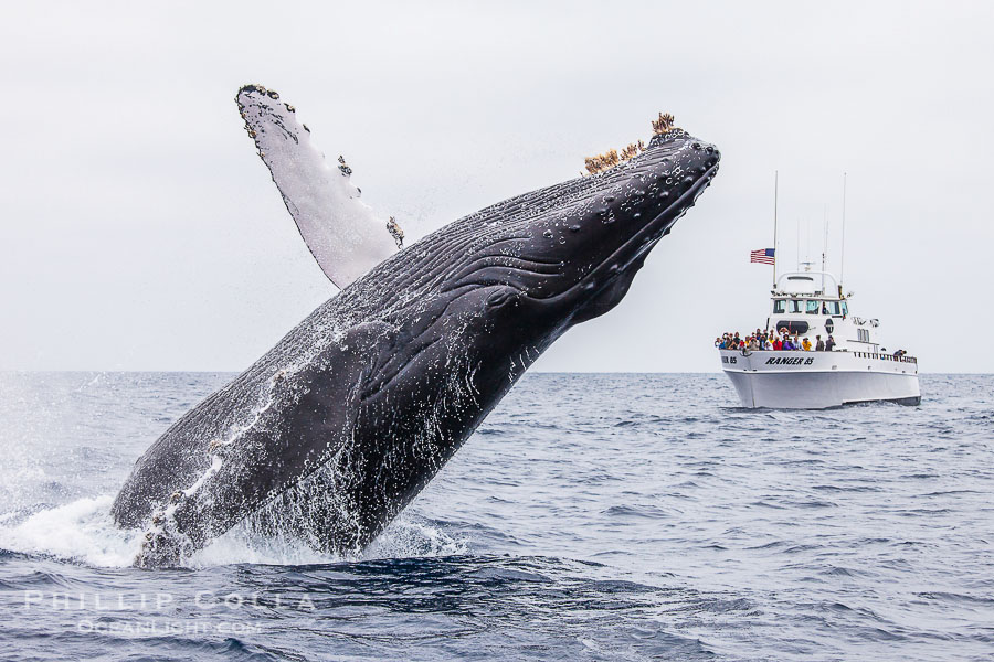 Humpback whale breaching, pectoral fin and rostrom visible, Megaptera novaeangliae, San Diego, California Humpback whale breaching, pectoral fin and rostrom visible, Megaptera novaeangliae, San Diego, California
