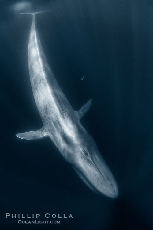 Blue whale 80-feet long, full body photograph of an enormous blue whale showing rostrom head to fluke tail, taken a close range with very wide lens, Balaenoptera musculus, San Diego, California Blue whale 80-feet long, full body photograph of an enormous blue whale showing rostrom head to fluke tail, taken a close range with very wide lens, Balaenoptera musculus, San Diego, California