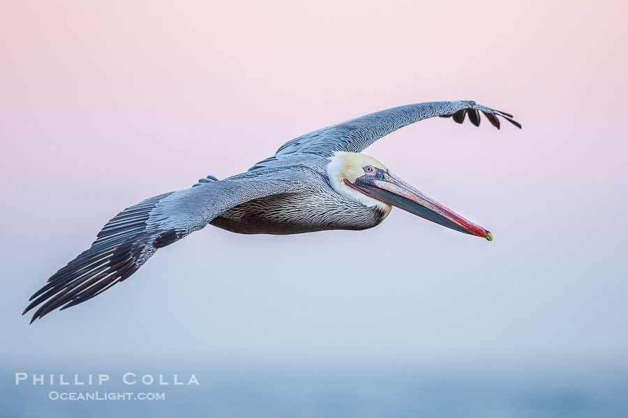 Brown pelican in flight, pink predawn sky, La Jolla, California Brown pelican in flight, pink predawn sky, La Jolla, California
