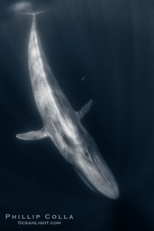 Blue Whale Underwater Full Body Photography, California
