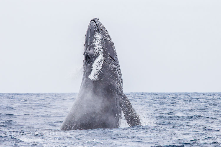 Humpback whale breaching near San Diego