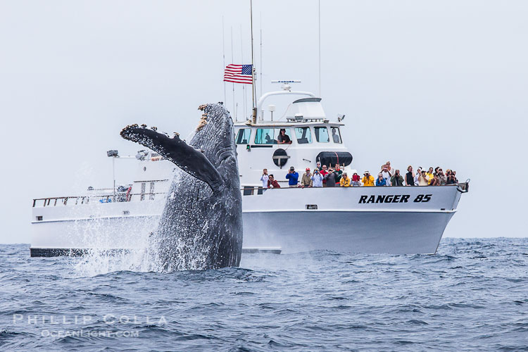 Humpback whale breaching near San Diego