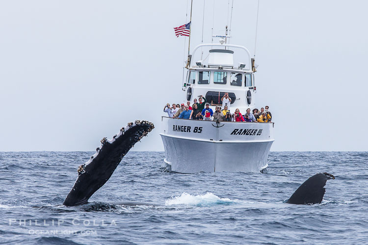 Humpback whale breaching near San Diego