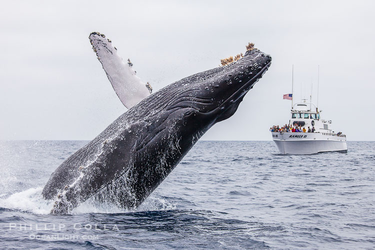 Humpback whale breaching near San Diego