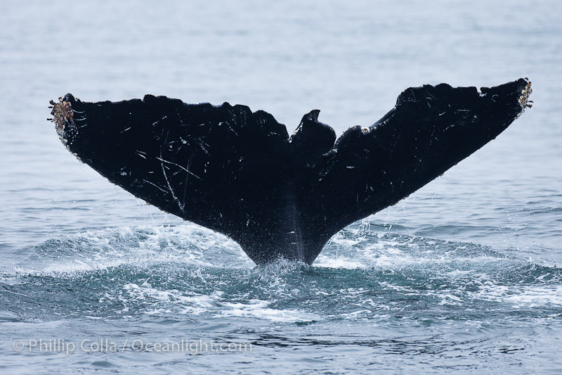 Humpback whale fluke ID photograph, click for more