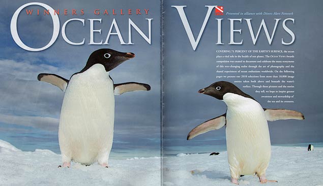 Adelie Penguins, Antarctica, Nature's Best Photography Ocean Views 2010