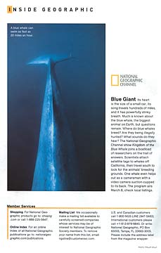 Blue whale dorsal ridge and fluke, underwater, National Geographic Magazine, March 2009, copyright Phillip Colla