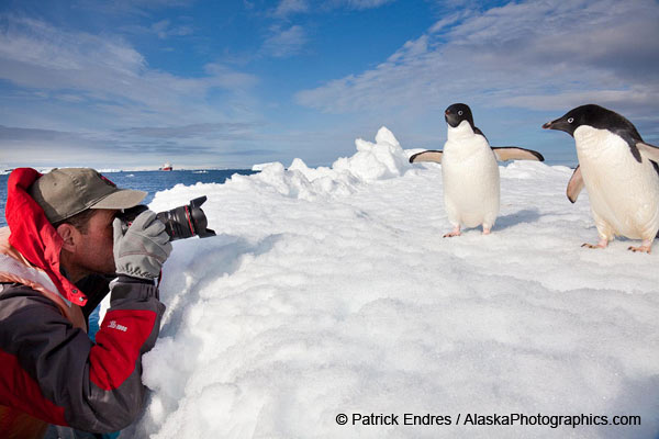 Photographing Adelie penguins at Paulet Island, Antarctic Peninsula, © Patrick Endres / AlaskaPhotographics.com