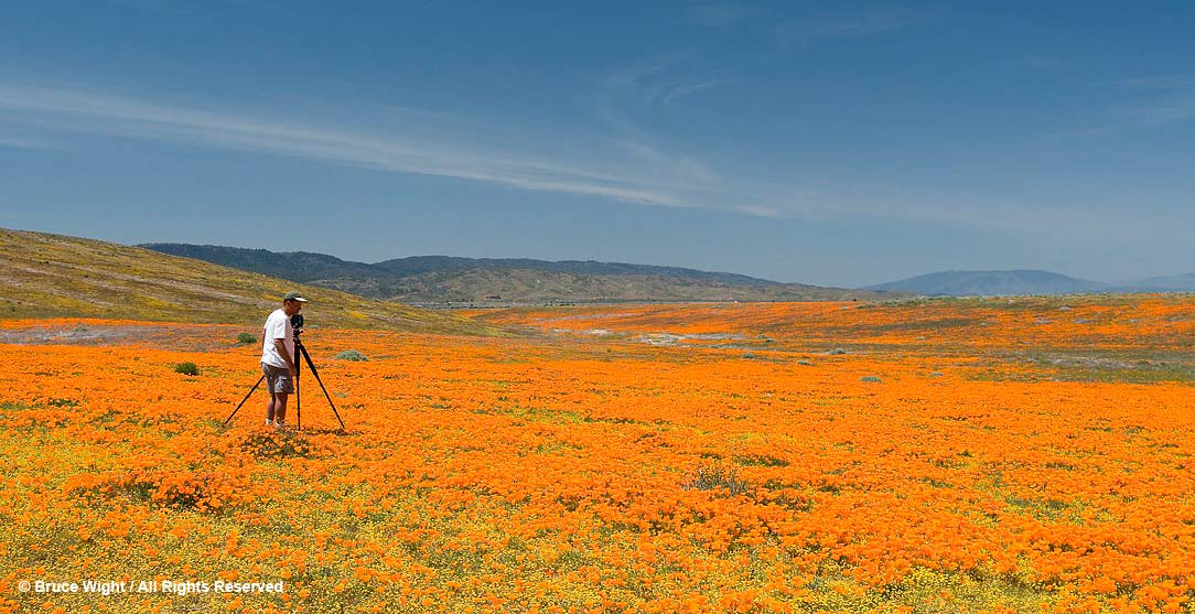 Me in a field of poppies, confused, trying to figure out which one to put in the center of my photograph, Lancaster, CA; photo by Bruce Wight
