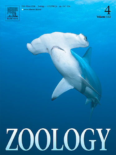 One of my hammerhead shark photos was chosen for the cover of Zoology to 