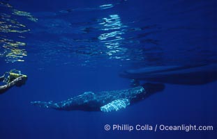 Humpback whale, abandoned calf alongside UH research boat, UH research diver visible, Megaptera novaeangliae, Maui