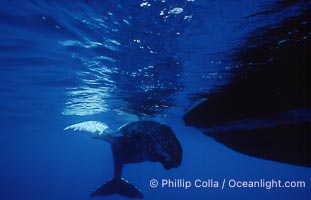 Humpback whale, abandoned calf alongside HWRF research boat, Megaptera novaeangliae, Maui