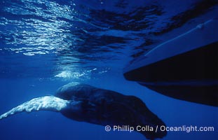 Humpback whale, abandoned calf alongside HWRF research boat, Megaptera novaeangliae, Maui