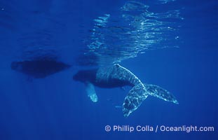 Humpback whale, abandoned calf alongside HWRF research boat, Megaptera novaeangliae, Maui