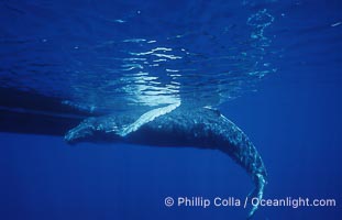 Humpback whale, abandoned calf alongside HWRF research boat, Megaptera novaeangliae, Maui