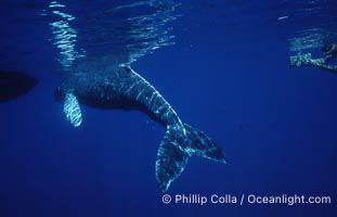 Humpback whale, abandoned calf alongside HWRF research boat, Megaptera novaeangliae, Maui
