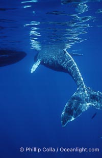 Humpback whale, abandoned calf alongside HWRF research boat, Megaptera novaeangliae, Maui