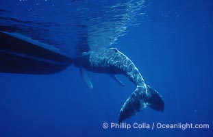 Humpback whale, abandoned calf alongside HWRF research boat, Megaptera novaeangliae, Maui