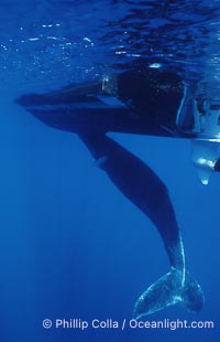 Humpback whale, abandoned calf alongside HWRF research boat, Megaptera novaeangliae, Maui