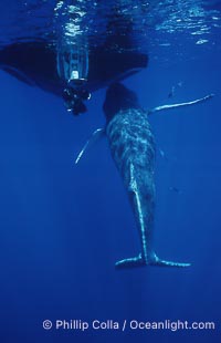 Humpback whale, abandoned calf alongside HWRF research boat, Megaptera novaeangliae, Maui