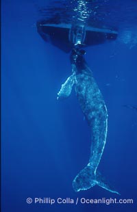 Humpback whale, abandoned calf alongside HWRF research boat, Megaptera novaeangliae, Maui