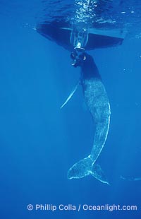Humpback whale, abandoned calf alongside HWRF research boat, Megaptera novaeangliae, Maui
