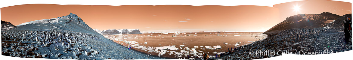 Adelie penguin panorama, Pygoscelis adeliae, Devil Island