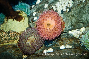 Unidentified anemone