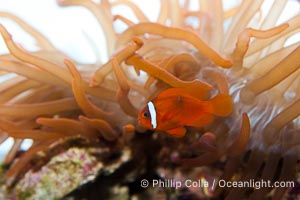 Unidentified anemone