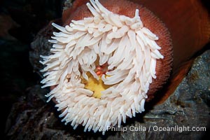 Unidentified anemone