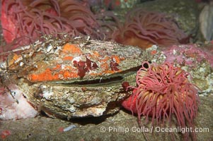 Unidentified fish