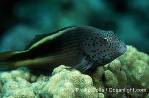 Blackside hawkfish, Paracirrhites forsteri, Maui