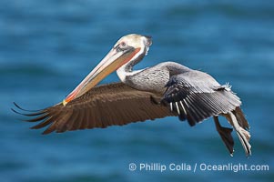 Brown pelican in flight.  The wingspan of the brown pelican is over 7 feet wide. The California race of the brown pelican holds endangered species status.  In winter months, breeding adults assume a dramatic plumage., Pelecanus occidentalis, Pelecanus occidentalis californicus,  Copyright Phillip Colla, image #15126, all rights reserved worldwide.