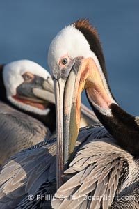 A brown pelican preening, reaching with its beak to the uropygial gland (preen gland) near the base of its tail.  Preen oil from the uropygial gland is spread by the pelican's beak and back of its head to all other feathers on the pelican, helping to keep them water resistant and dry, Pelecanus occidentalis, Pelecanus occidentalis californicus, La Jolla, California